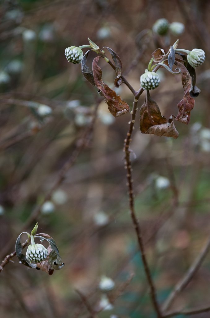SIGMA 17-70mm F2.8-4 