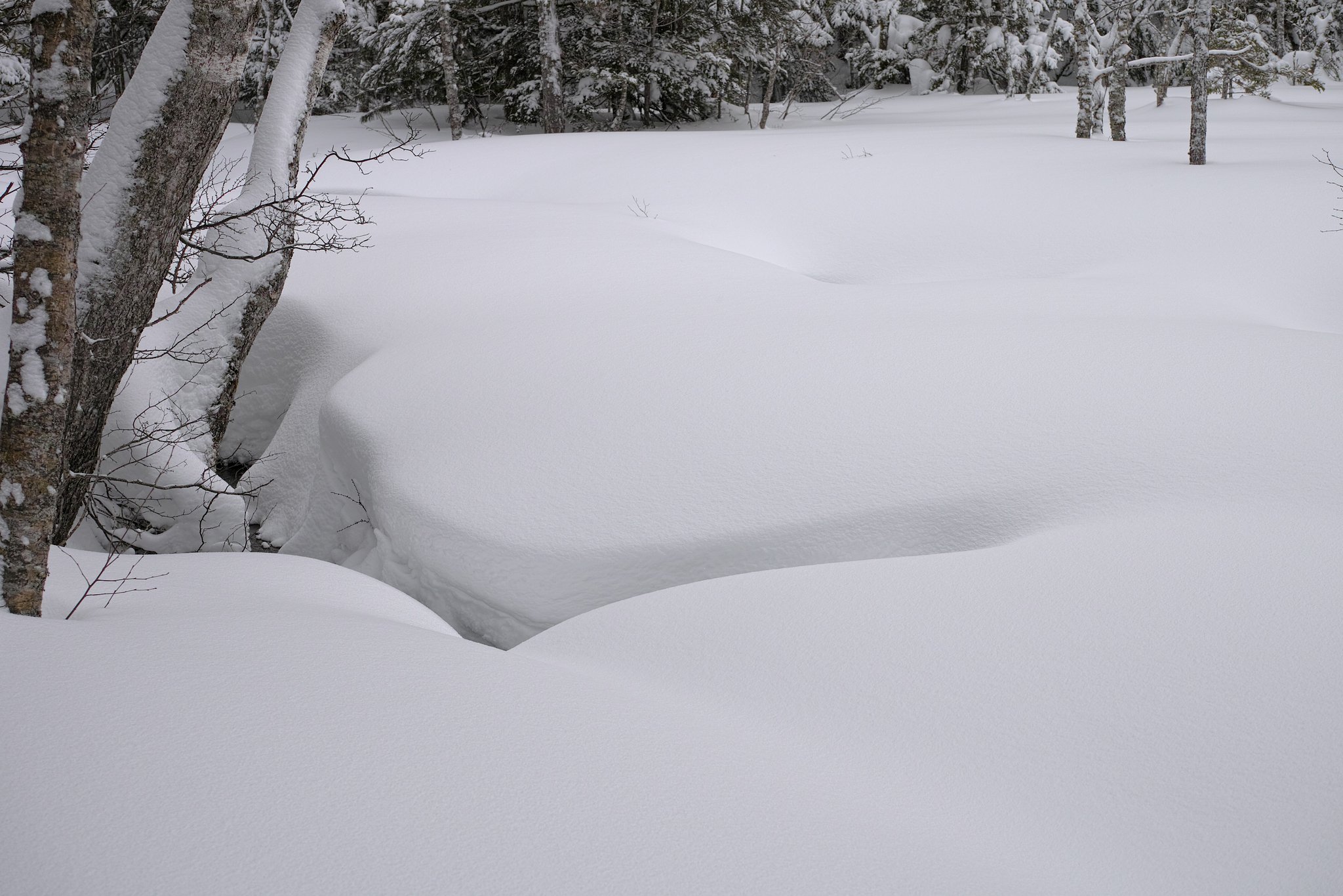 新雪