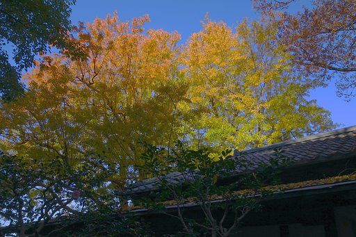貼り残しの黄葉（六義園）