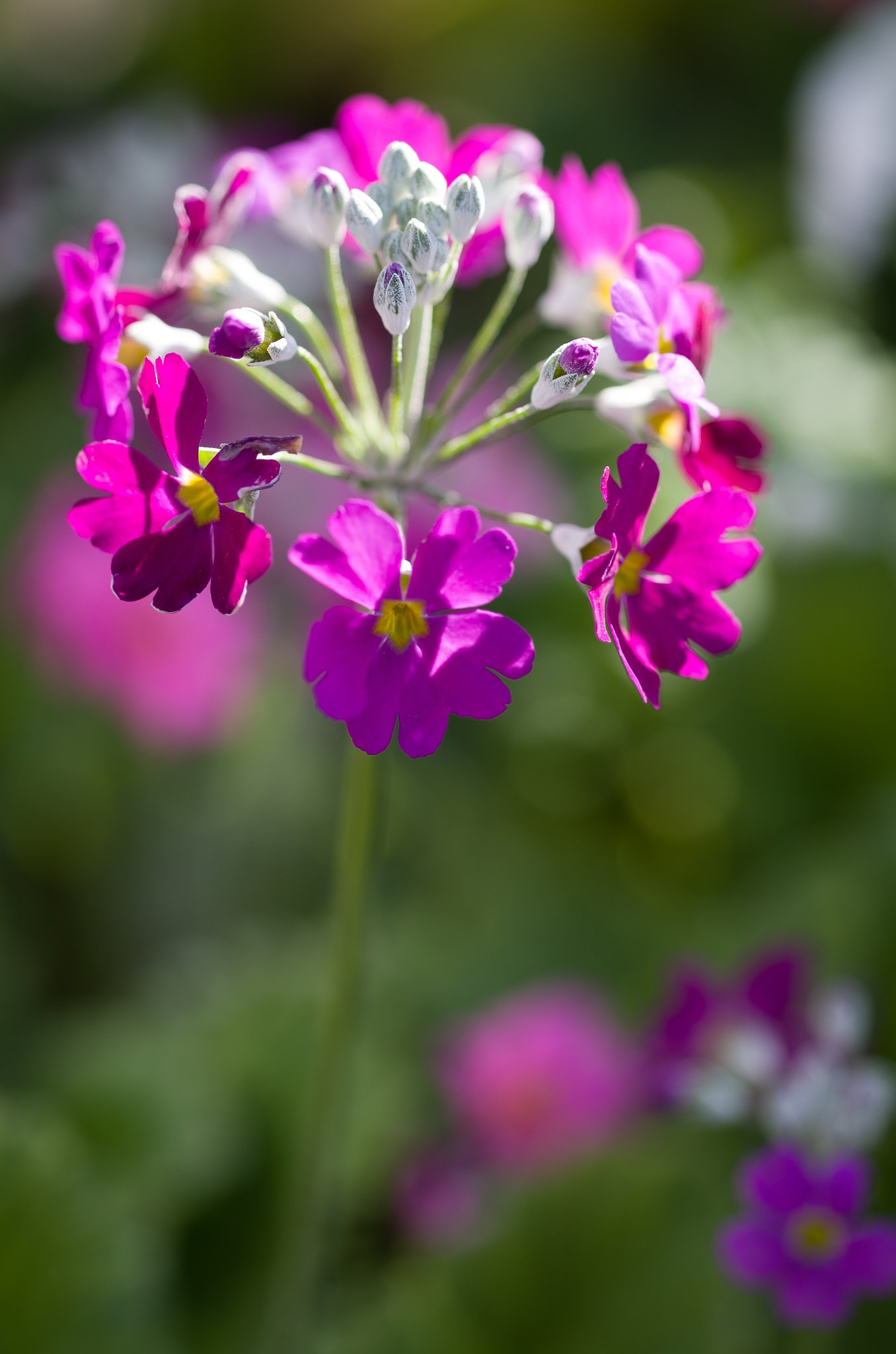 SIGMA MACRO 70mm F2.8