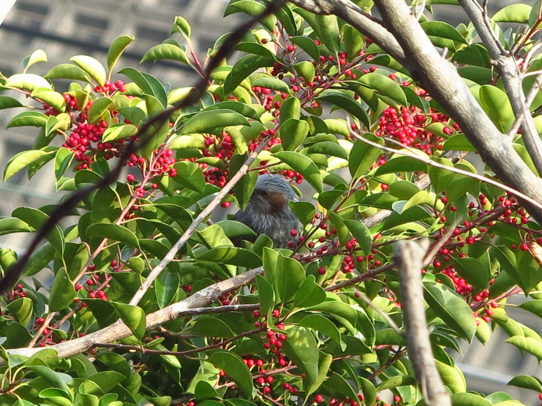 野鳥が来た