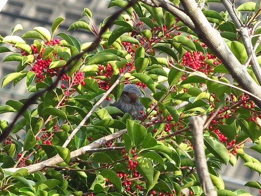 野鳥が来た