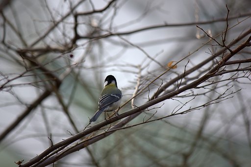 野鳥の背中（街中、スカイビルの森）