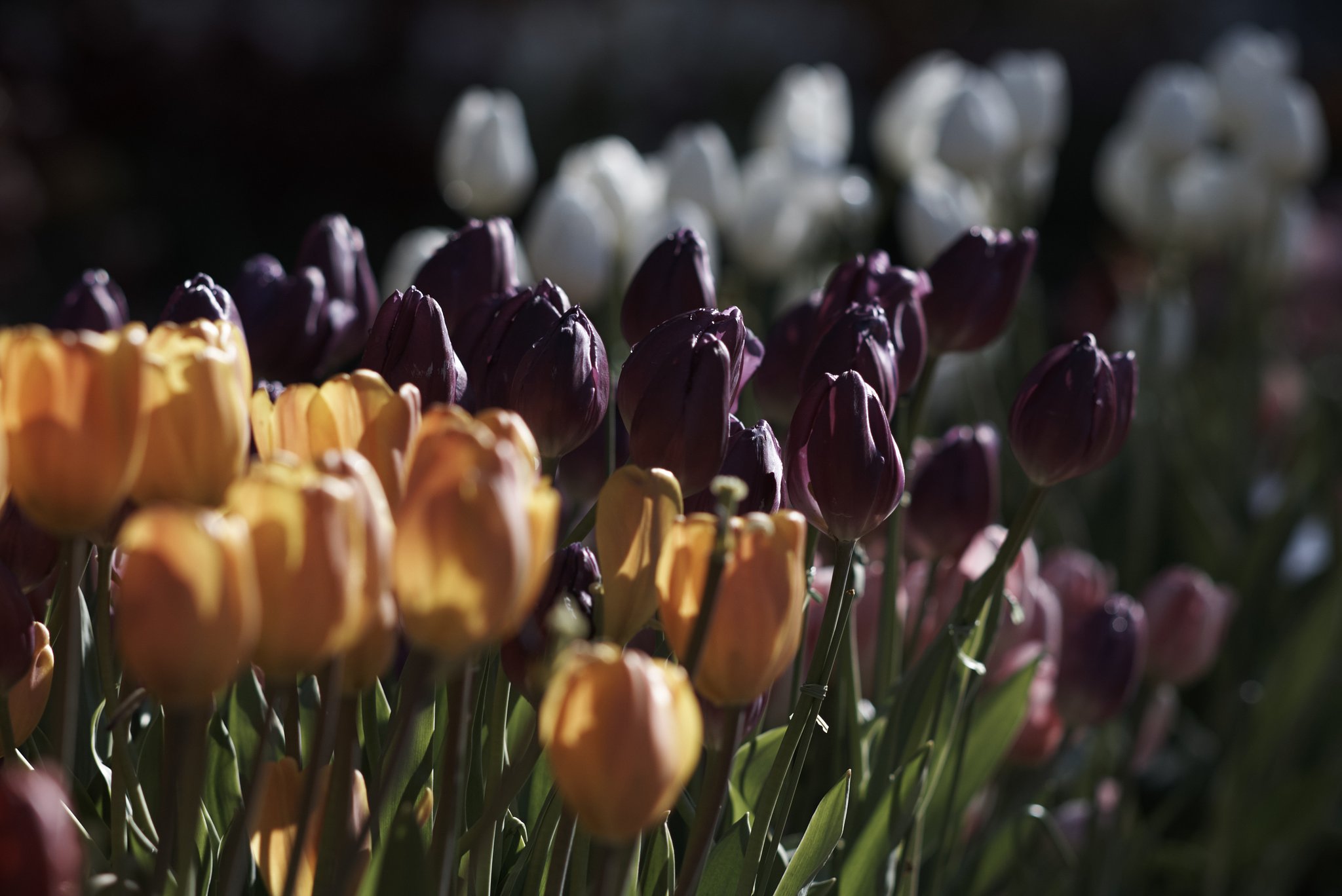Sonnar 1:4 f=250mm