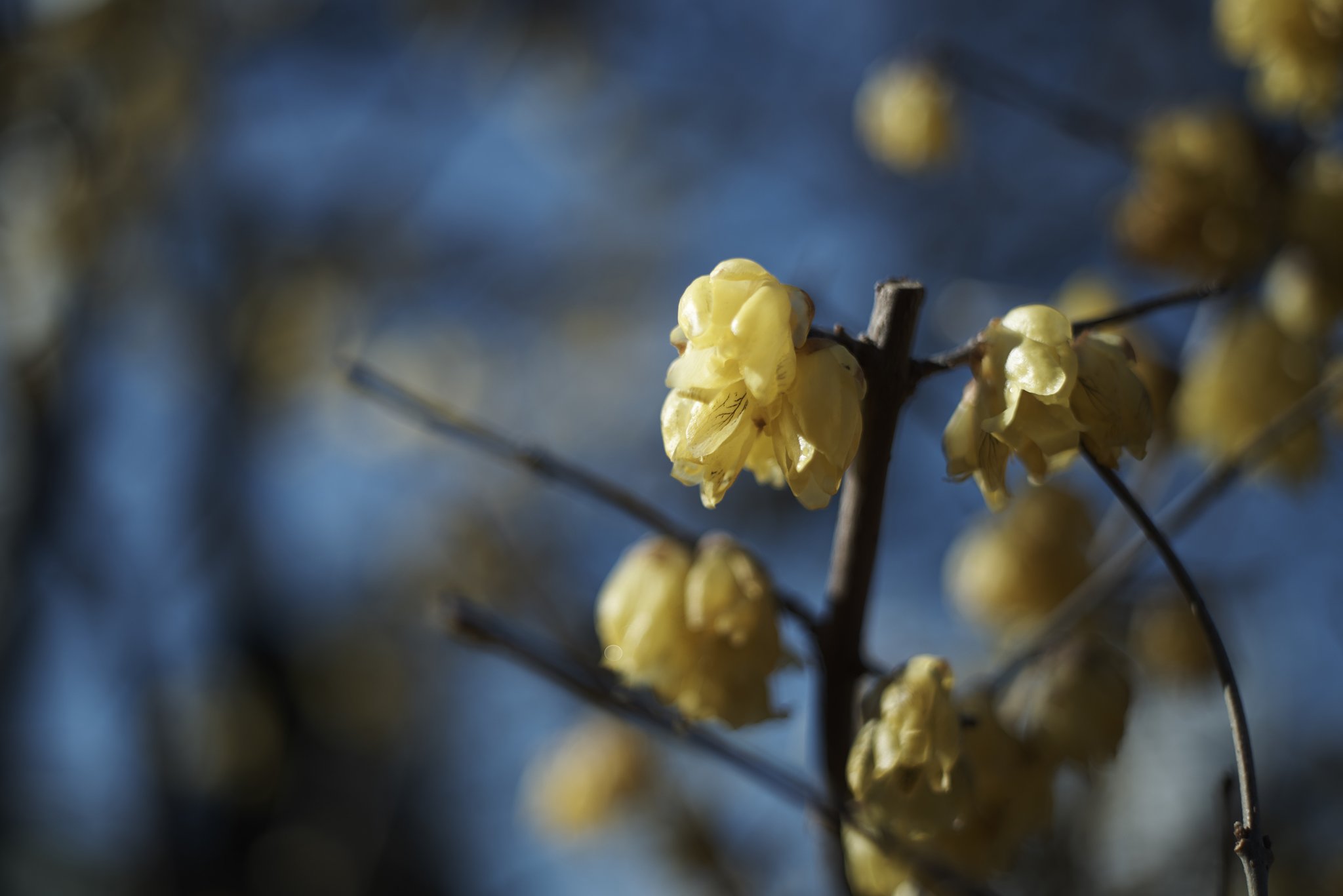 Planar 1:2 f=50mm