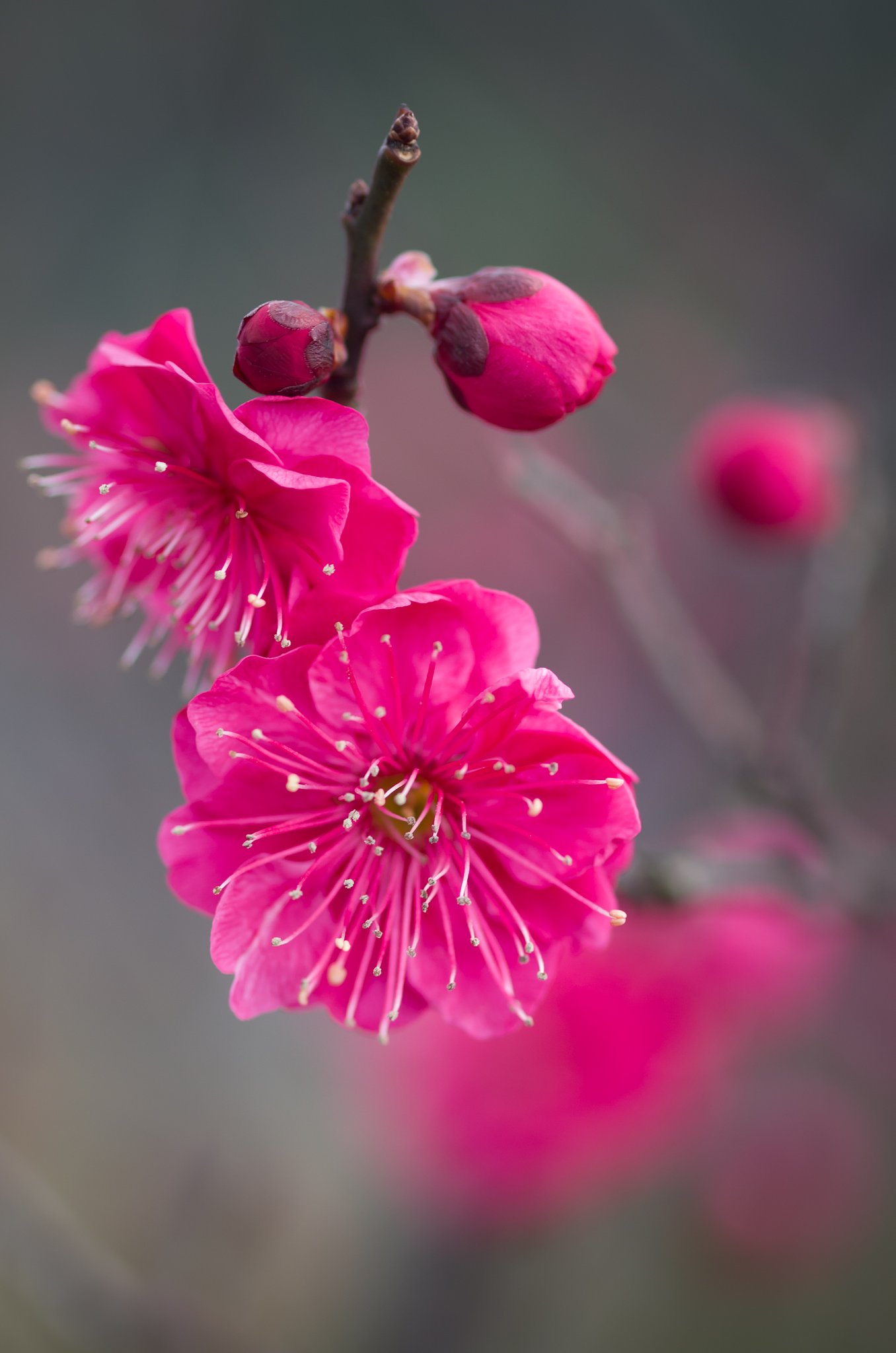 SIGMA MACRO 70mm F2.8 