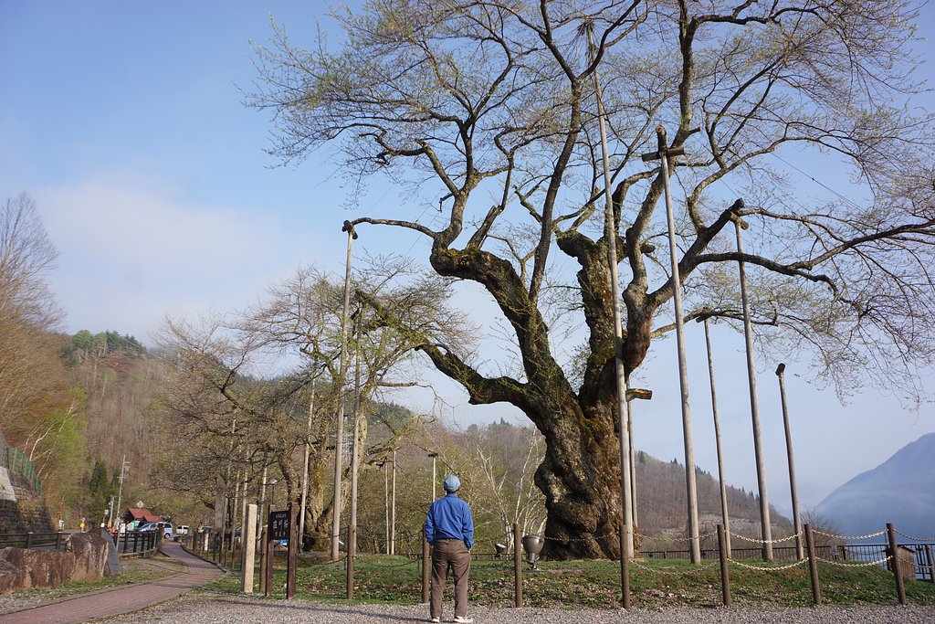 荘川桜