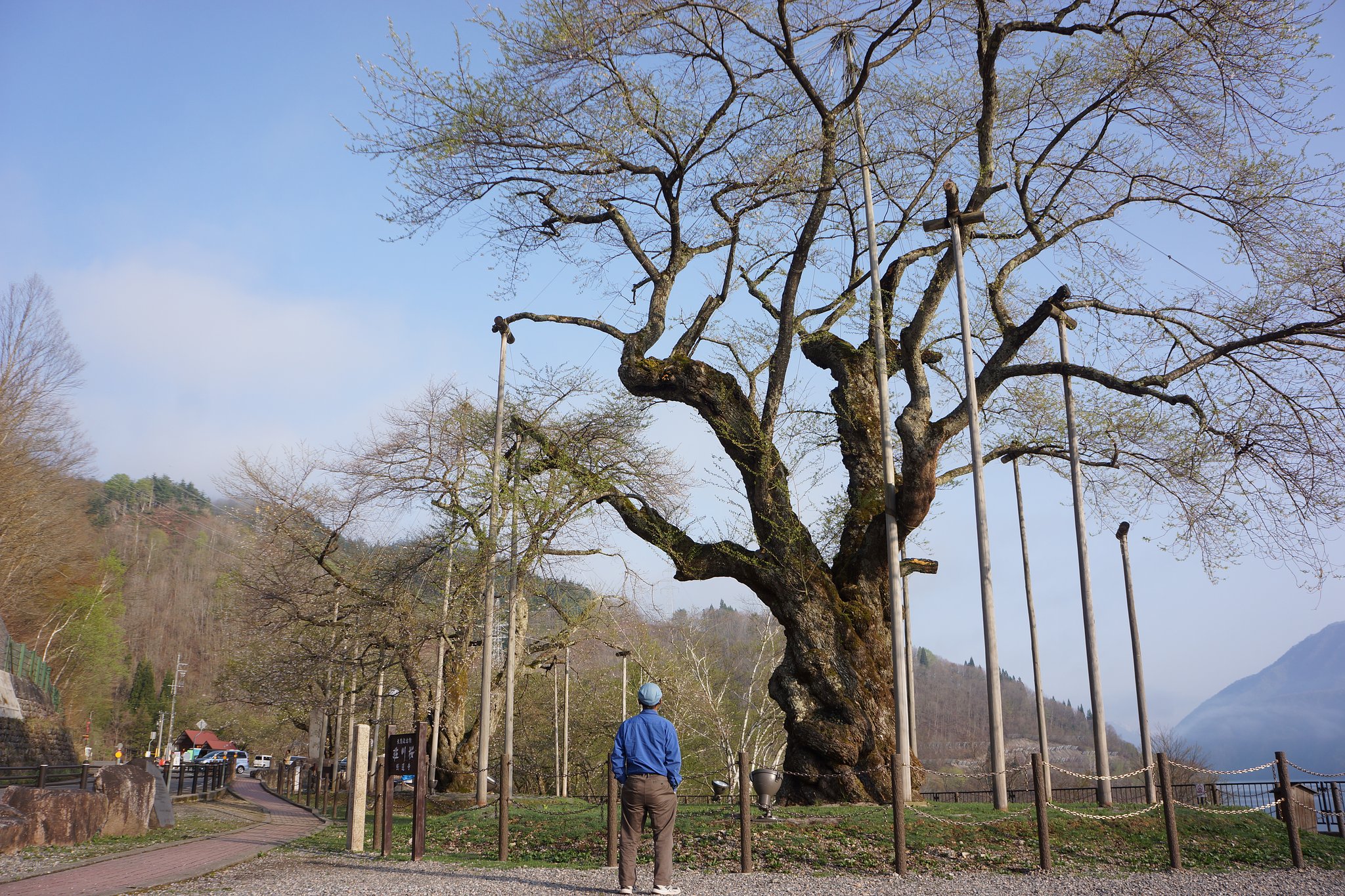 荘川桜