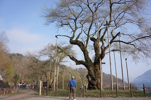 荘川桜