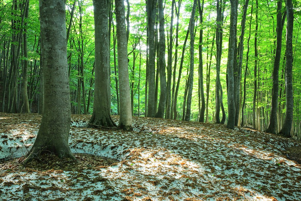 十日町　美人林　Ⅱ