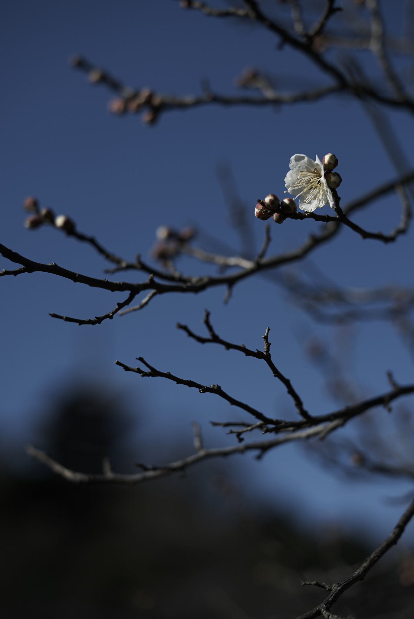KERN-MACRO-SWITAR 1:1.8/50 AR