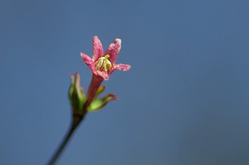 ウグイスカグラ