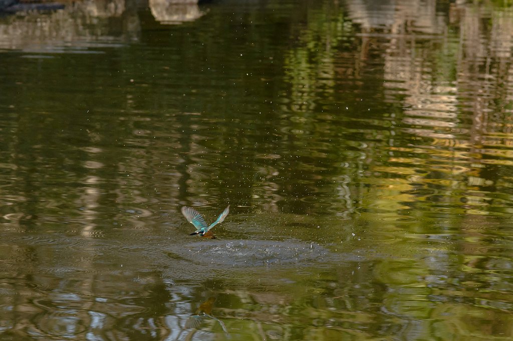 降ってきた