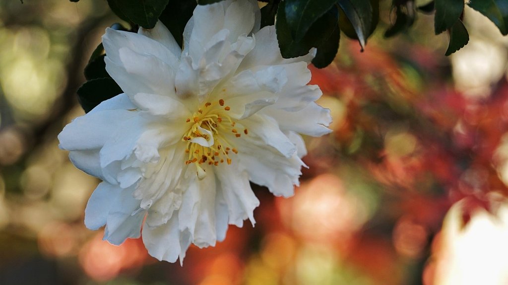 山茶花