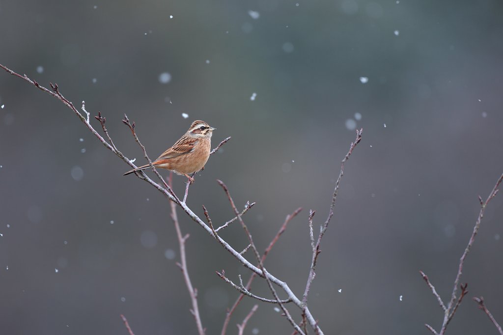 正月の雪