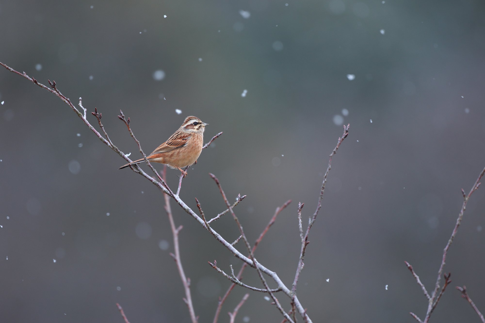 正月の雪