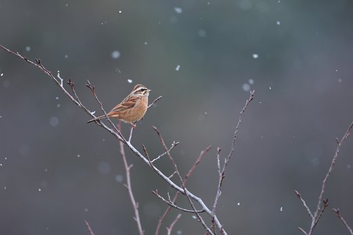 正月の雪