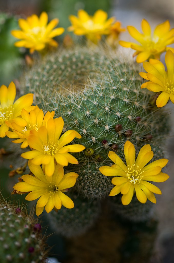SIGMA MACRO 70mm F2.8