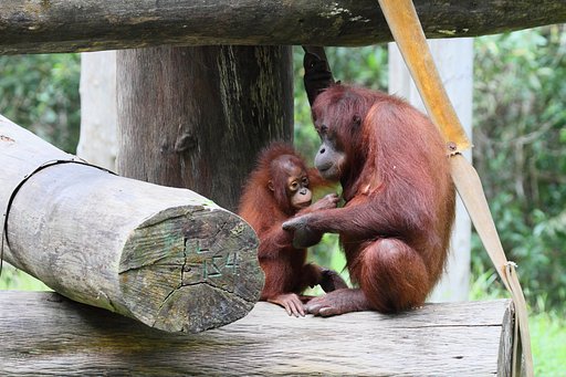 オランウータンの親子。