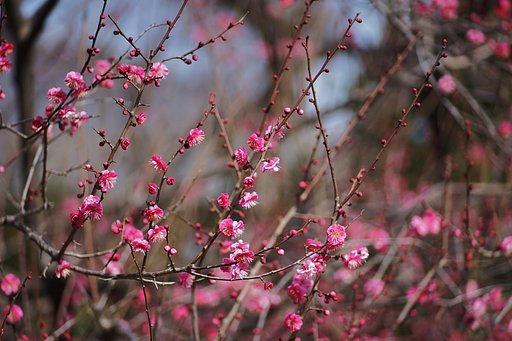 梅祭り本日開催