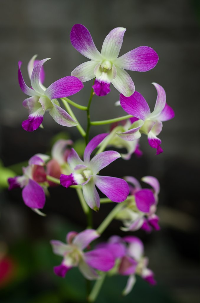 SIGMA MACRO 70mm F2.8 