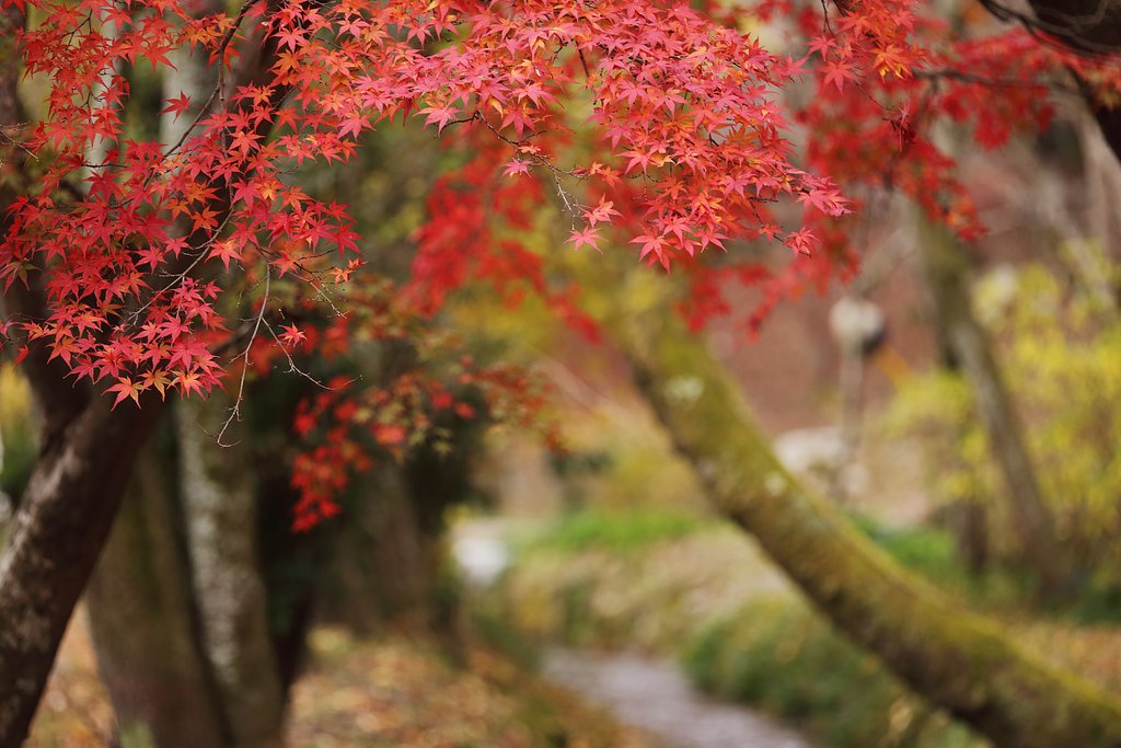 秋景