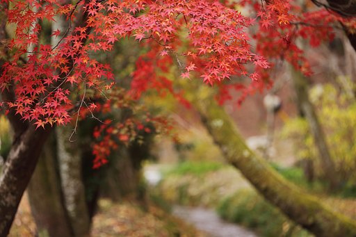 秋景