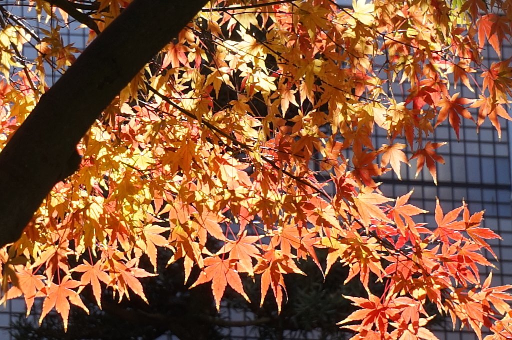 紅葉