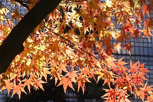 紅葉