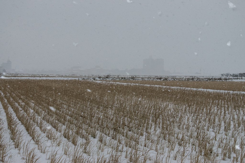 三河吹雪