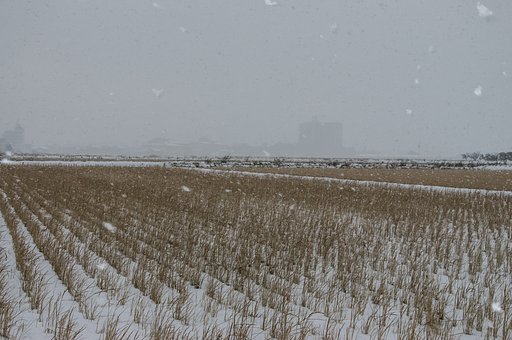 三河吹雪