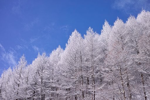 カラマツ