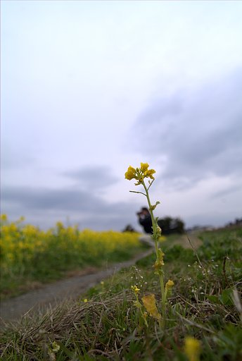 【春】一匹菜の花