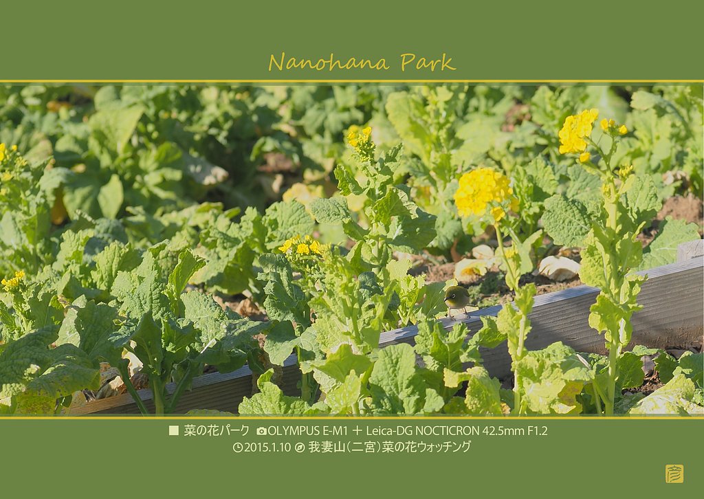 菜の花パーク