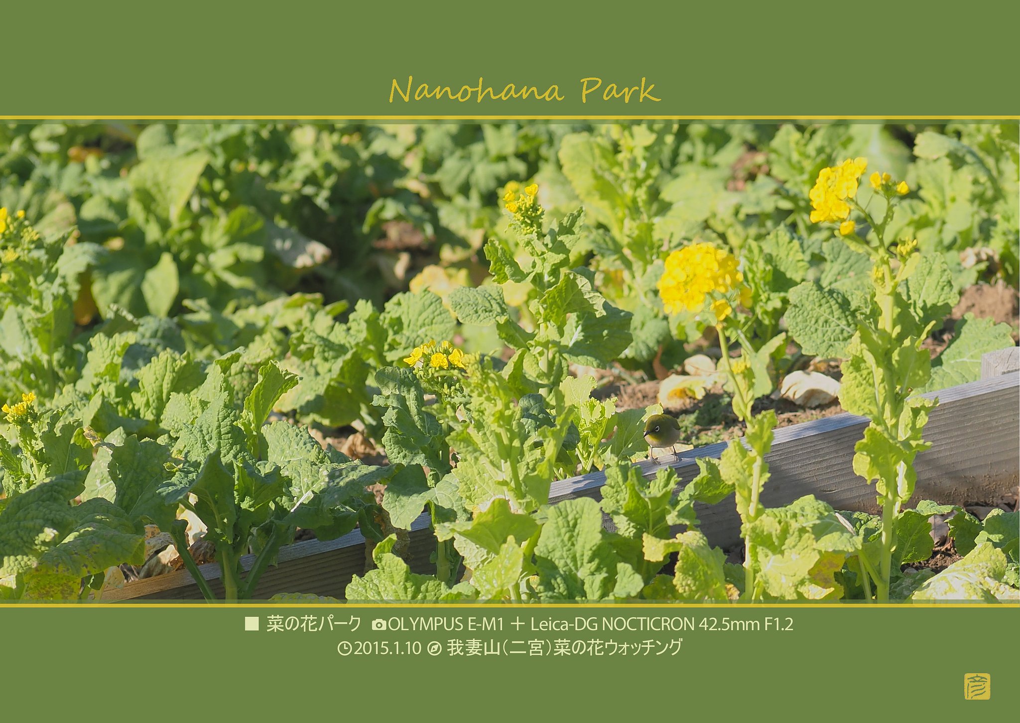 菜の花パーク