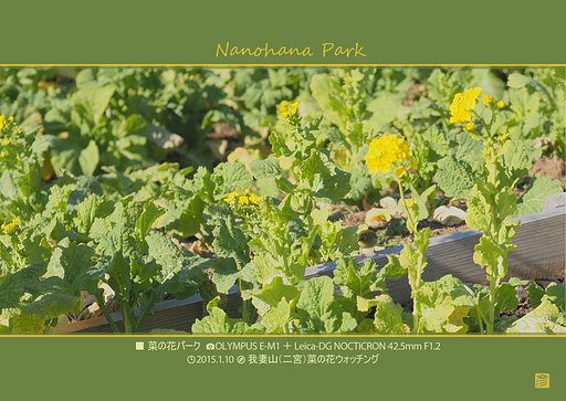 菜の花パーク