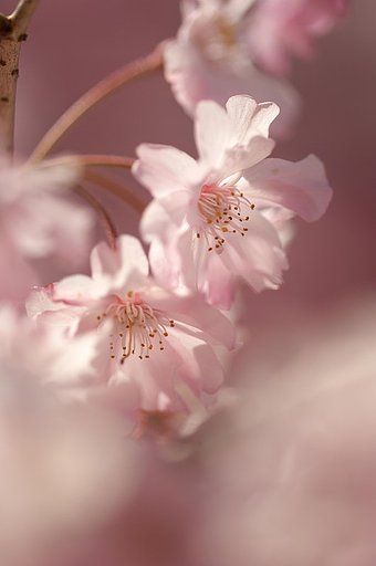 シダレ桜
