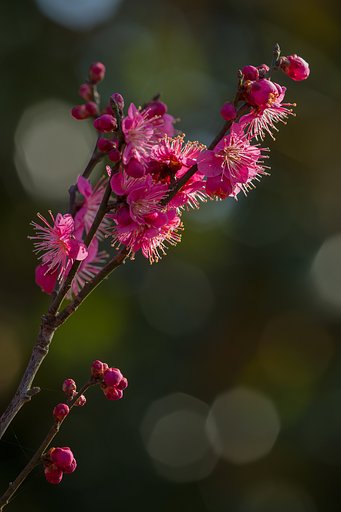 EF180mm F3.5 L MACRO 