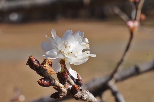 砧の十月桜