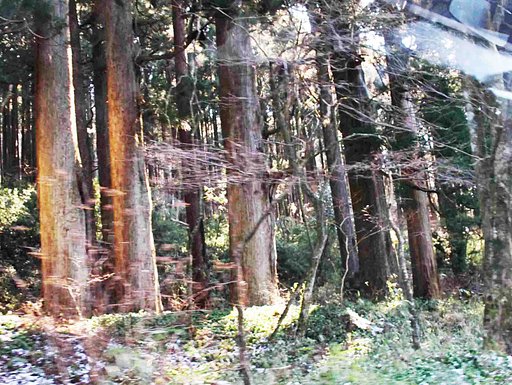 並木