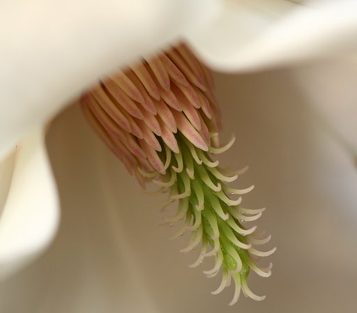 EF100F2.8Macro めしべの分泌液