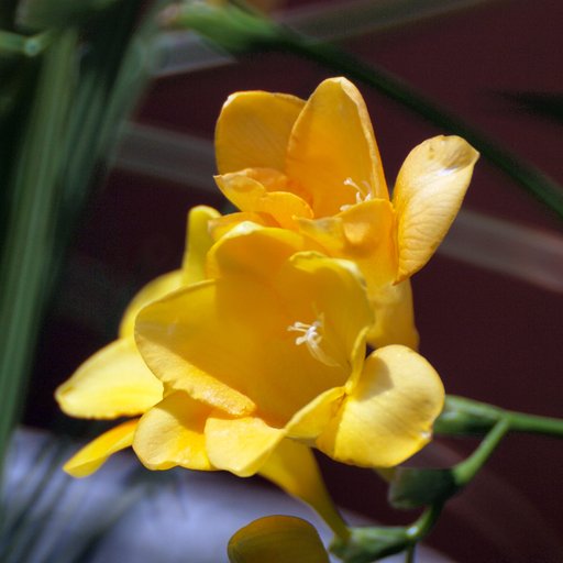 超望遠で花を撮ってみました。