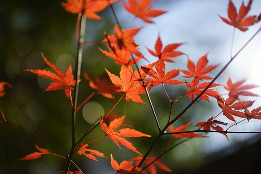Otus 55mm F1.4 ZF2