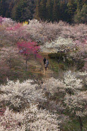 吉野梅郷