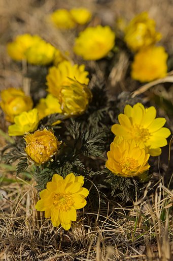EF180mm F3.5 L MACRO