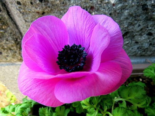 ピンクの花