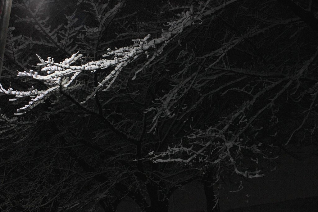 【刹那】一夜の夜桜
