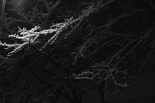 【刹那】一夜の夜桜