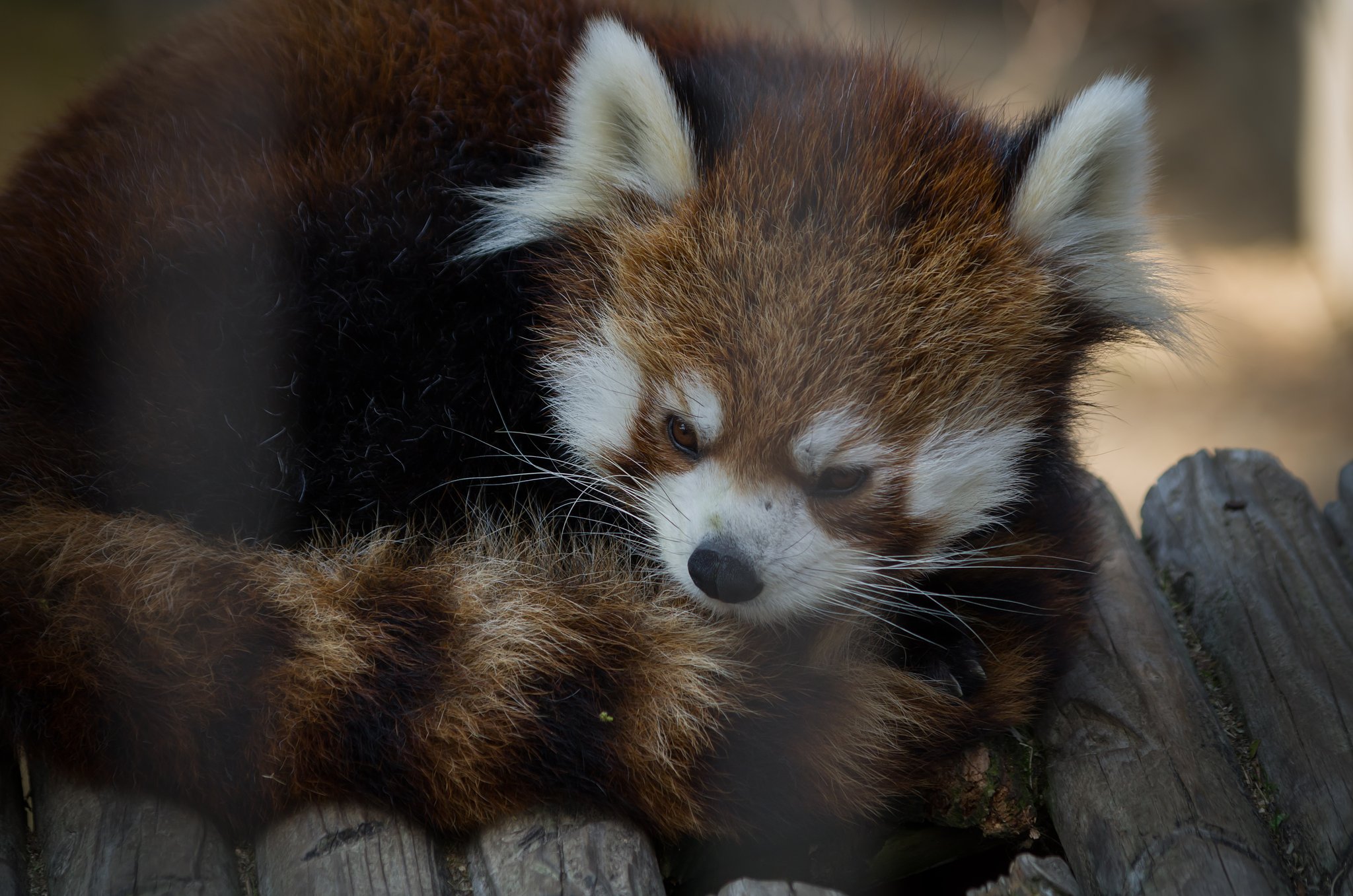 PENTAX-DA 55-300mm F4-5.8ED 