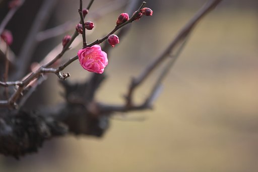 初咲きの紅梅